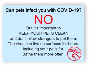 Can pets infect you with covid-19?